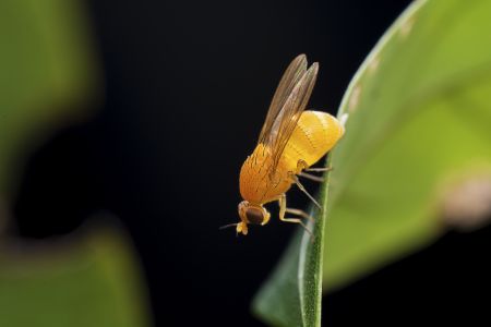 昆虫,微距,节肢动物,生物,动物,特写