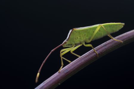 昆虫,生物,毛虫,节肢动物,昆虫类,动物,特写,微距