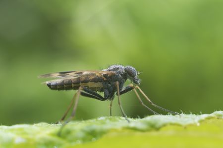 生物,昆虫,蝇,特写,动物,自然,户外,环境,树叶,青草,植物,田园风光