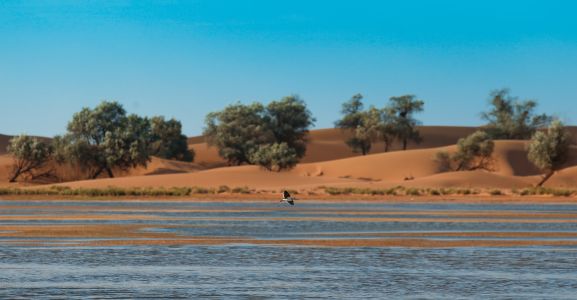 自然风光,湖泊,鸟类,生物,荒漠,全景,树木,植物
