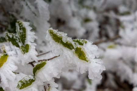 植物,树叶,冬天,特写,冰雪,生物,自然风光