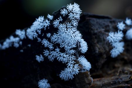 生物,树木,蘑菇（块菌）,特写,自然,户外,环境,植物,真菌