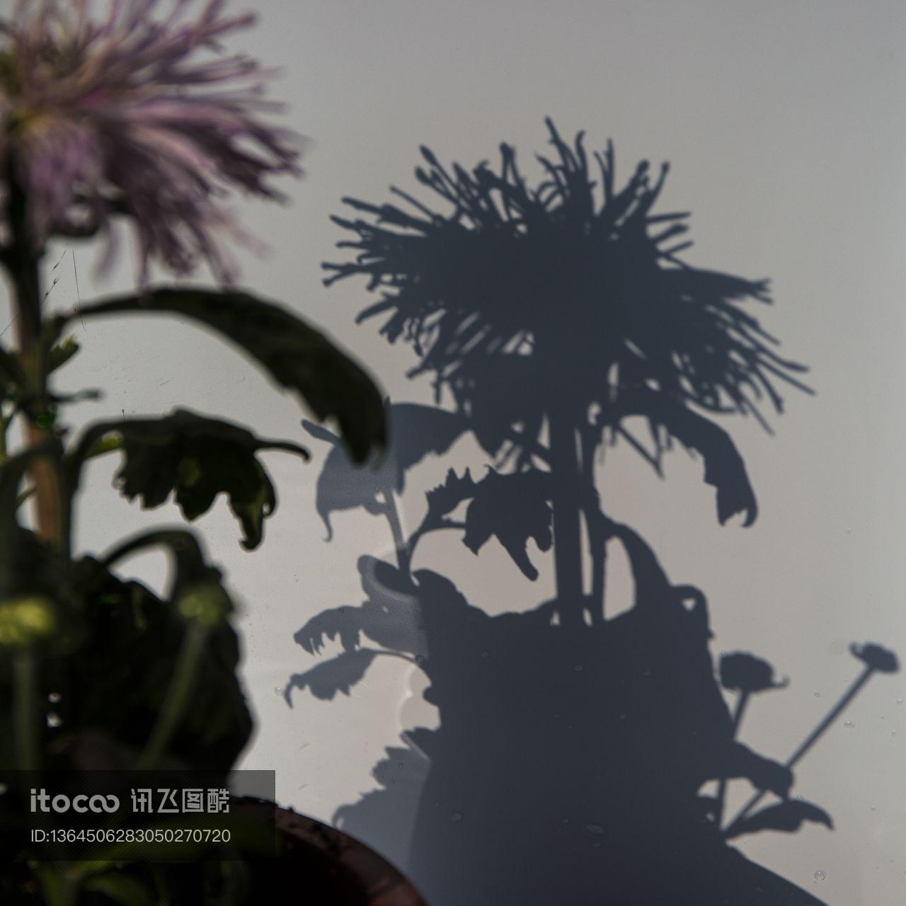 植物,花,生物