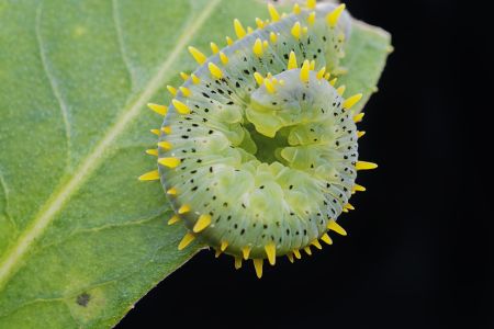 昆虫,毛毛虫,动物,生物,特写,昆虫类,虫子