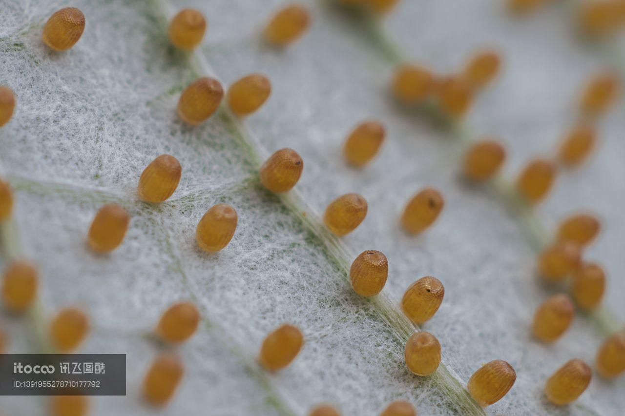 生物,昆虫,虫卵