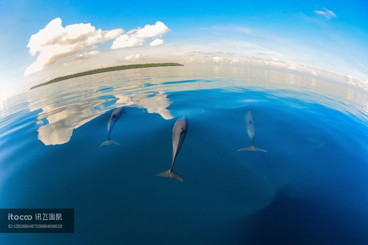 海豚,海洋哺乳动物,自然风光