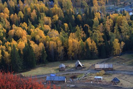 山川,植物,高原,自然风光,森林,树叶,树木,中国,新疆