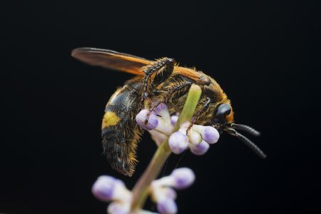 特写,黑色背景,生物,动物,昆虫,植物,花,藤类