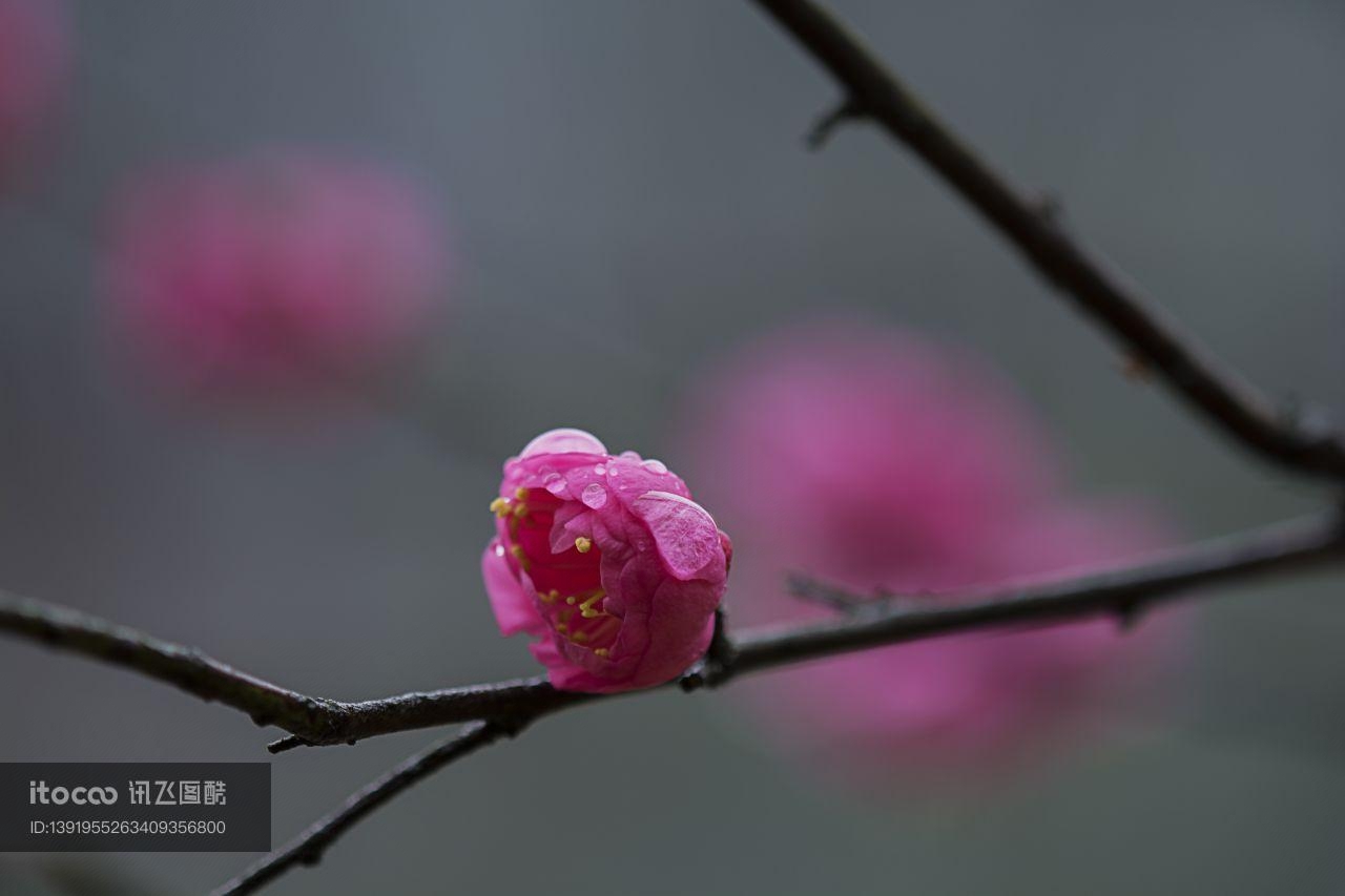 特写,粉花,生物