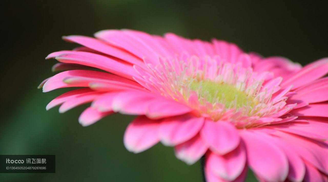 生物,植物,花