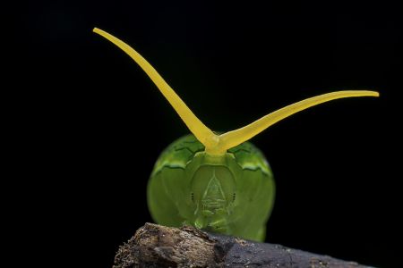 动物,毛毛虫,生物,昆虫,特写