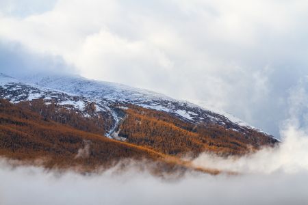 山川,植物,高原,自然风光,森林,树叶,树木,中国,新疆
