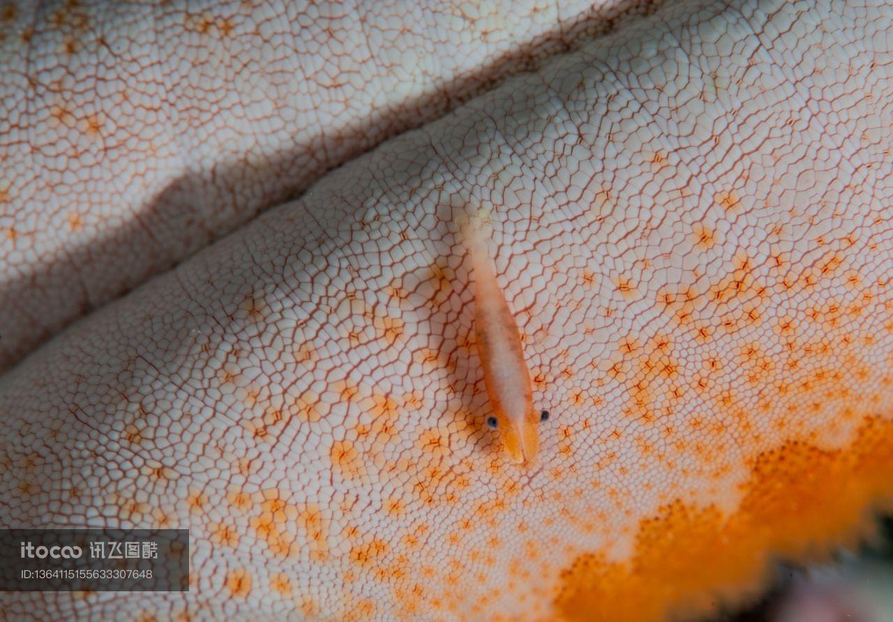 海洋生物,自然风光,生物