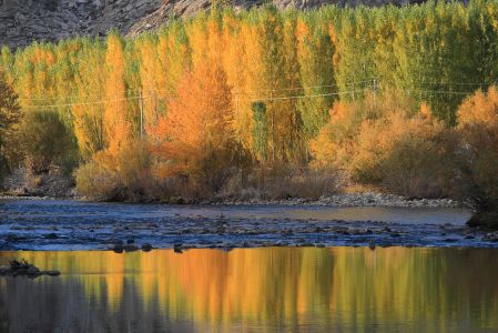 山川,植物,高原,自然风光,森林,树叶,树木,中国,新疆
