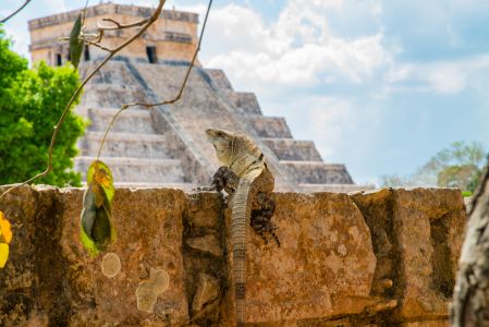 玛雅金字塔与蜥蜴,传统建筑,建筑,自然风景,石头