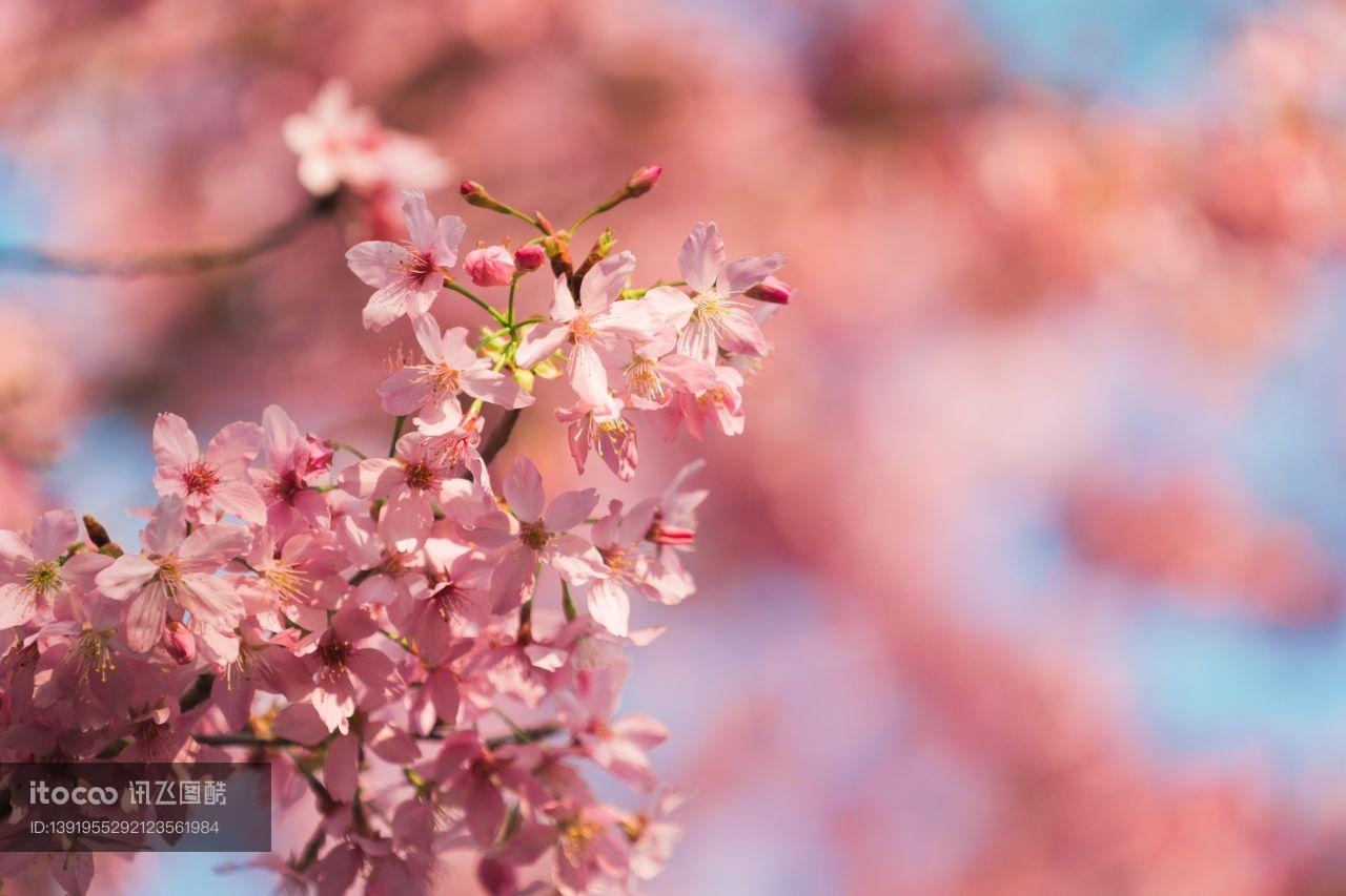 樱花盛开,福建龙岩樱花,自然美