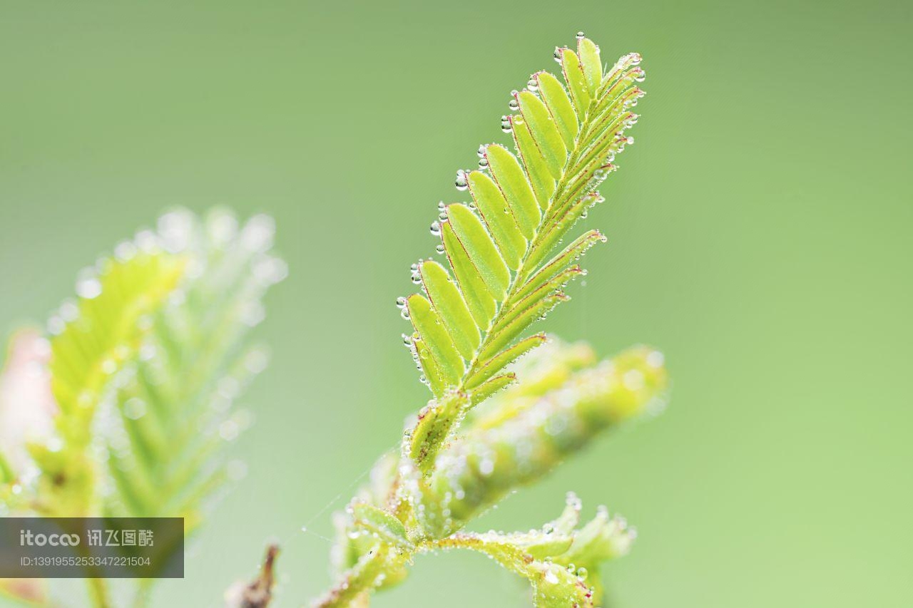 植物,含羞草,露珠