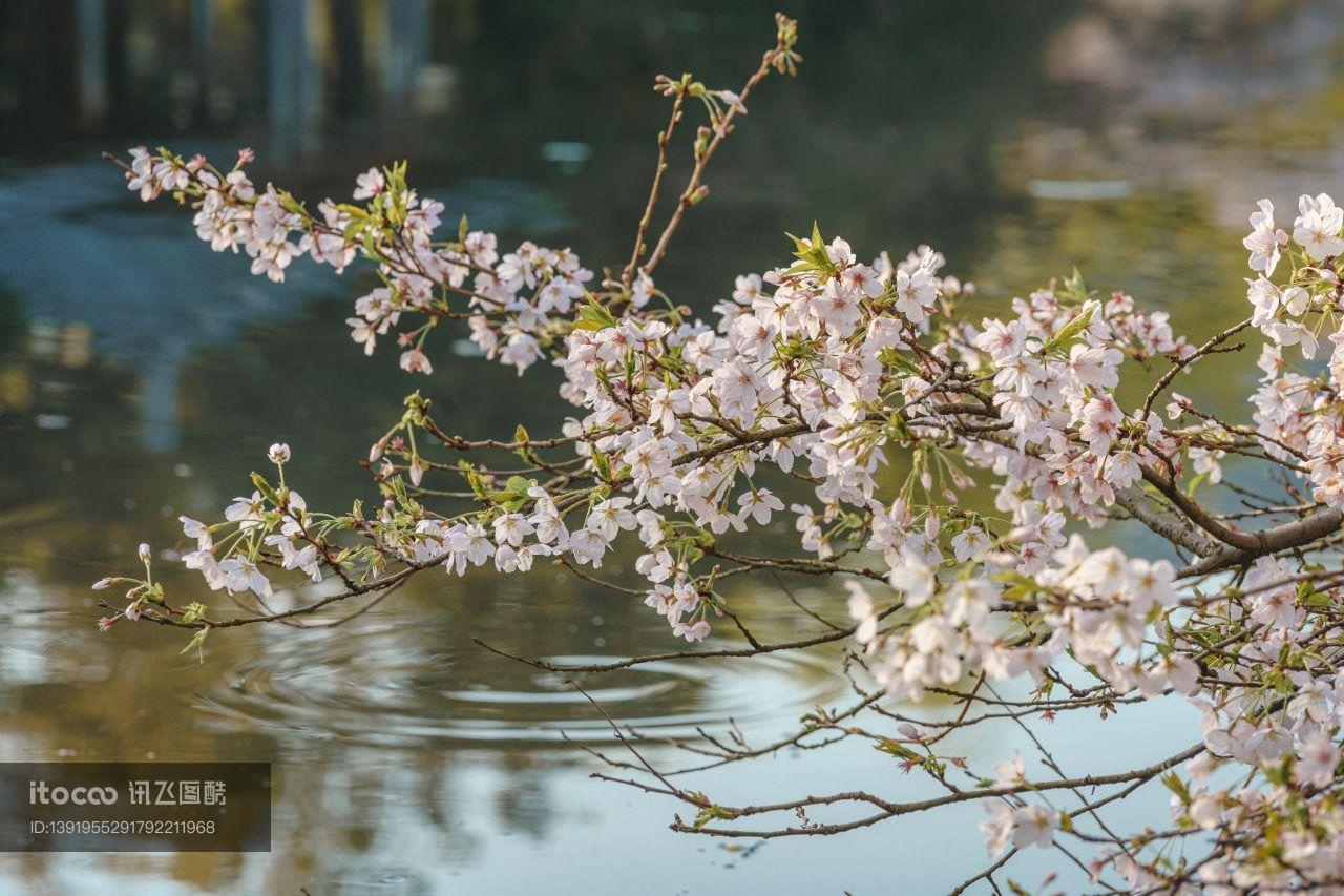 植物,樱花盛开,樱花树