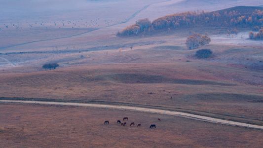 自然风光,草原,俯瞰,航拍,雾,植物,青草,树木,森林,道路,动物,马
