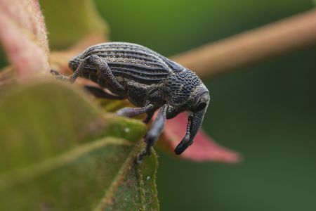 昆虫,节肢动物,昆虫类,动物,生物,特写