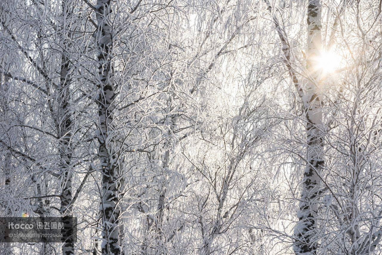 树,枯枝,冰雪