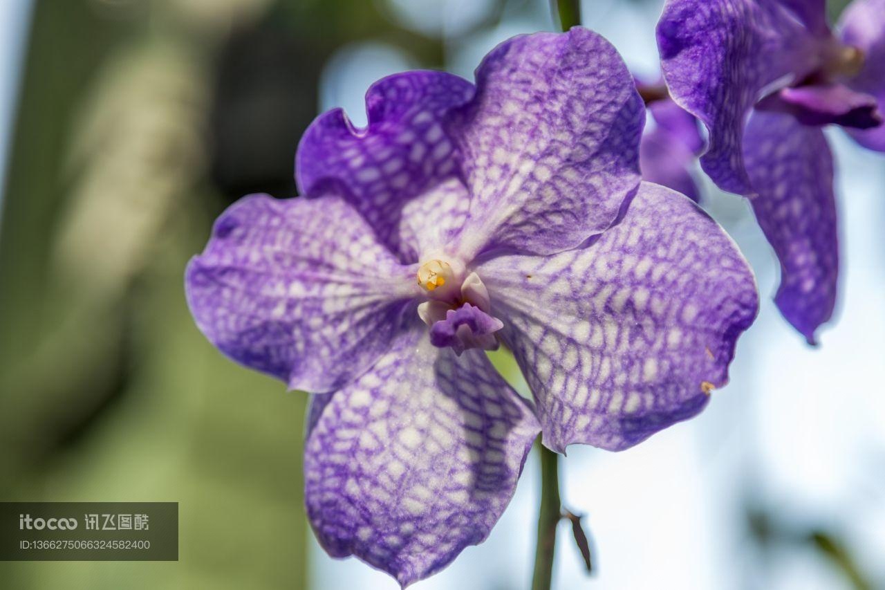 花,特写,生物