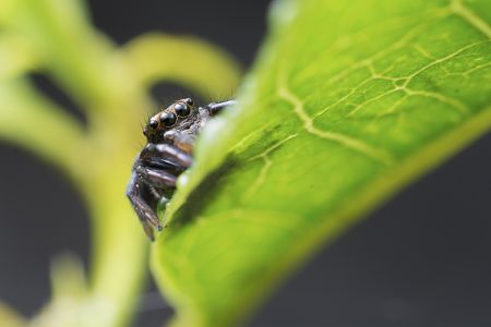 昆虫,节肢动物,虫子,动物,生物,特写,微距