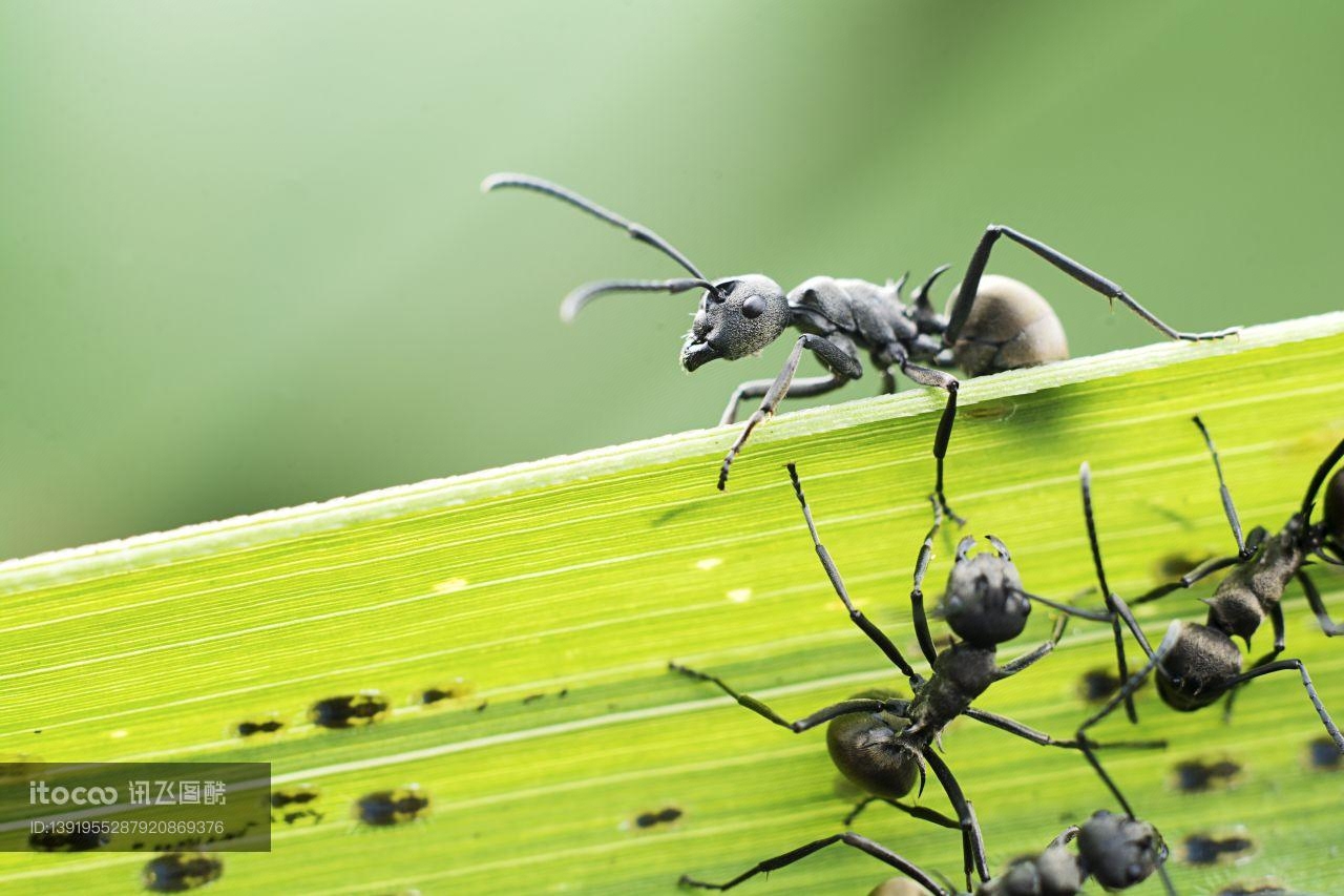 生物,昆虫,蚂蚁