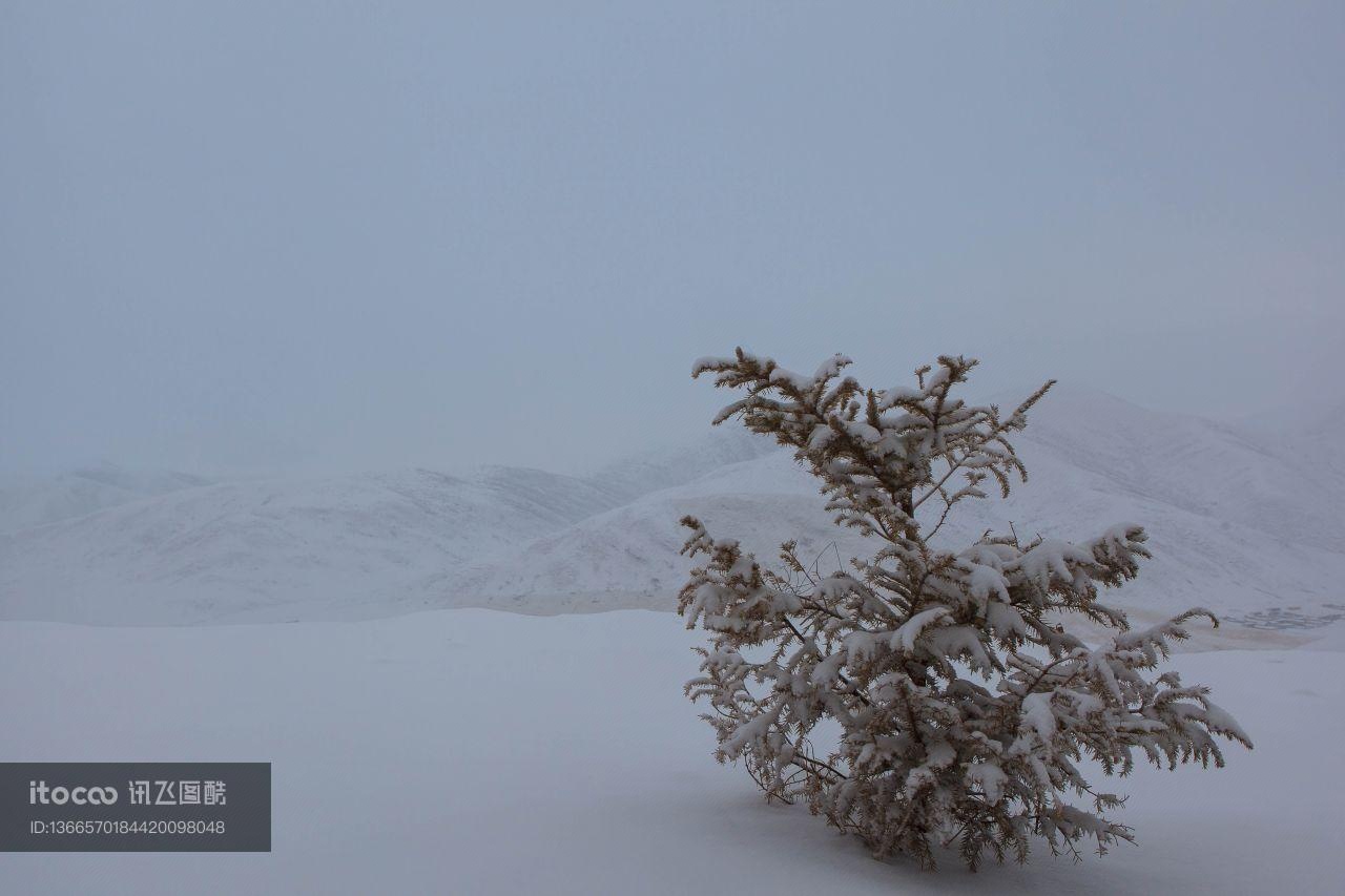 冰雪,树,自然风光