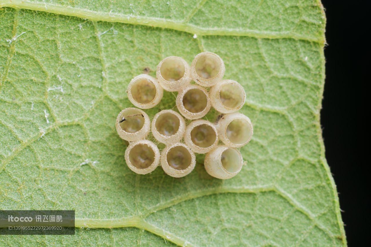 特写,虫卵,生物