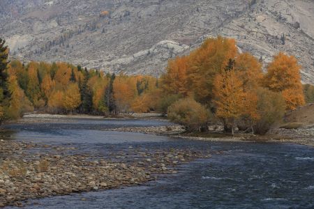 山川,植物,高原,自然风光,森林,树叶,树木,中国,新疆