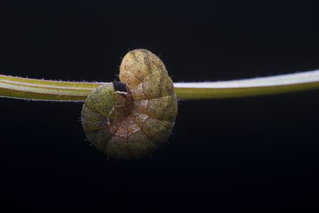 昆虫,幼虫,软体类,生物,动物,特写,微距