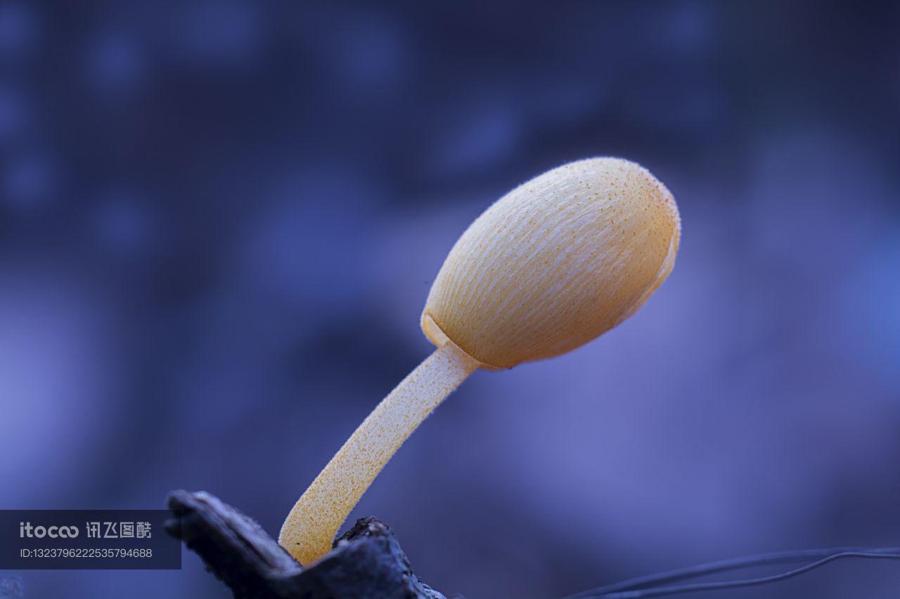 森林 毒菌 真菌学 - Pixabay上的免费照片 - Pixabay