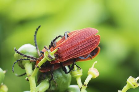 生物,昆虫,特写,动物,自然,户外,树叶,青草,环境,季节,植物