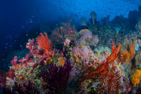 珊瑚,自然风光,生物,海洋,全景,鱼类,植物,动物,海底世界,海扇
