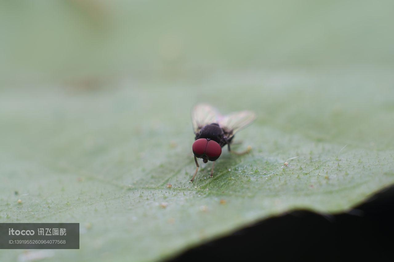 特写,苍蝇,生物