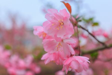 特写,植物,花,花卉,生物