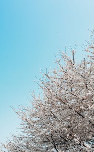植物,天空,自然风光,树木,花