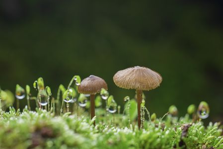 蘑菇（块菌）,植物,田园风光,户外,季节,环境,生物,特写,真菌,青草