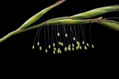 花,青草,植物,自然,环境,生物,特写,动物,户外