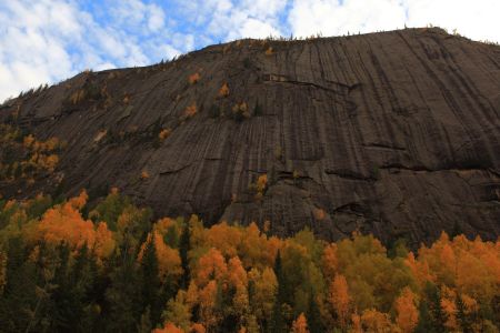 山川,植物,高原,自然风光,森林,树叶,树木,中国,新疆