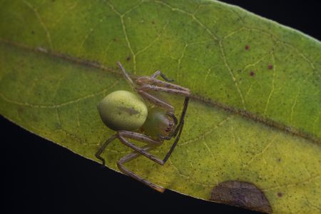 节肢动物,虫子,动物,生物,昆虫,特写