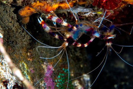 美人虾,甲壳动物,虾,特写,动物,海底世界,生物,海洋