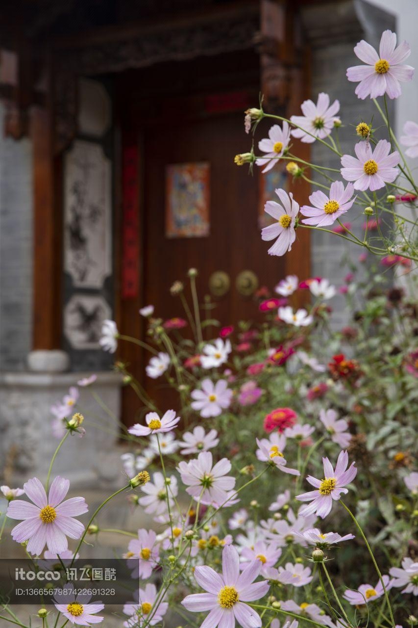 植物,花,大理