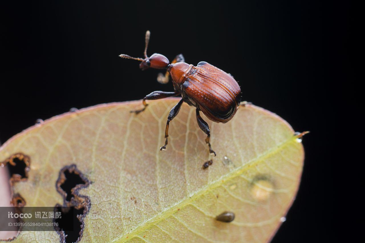 生物,昆虫,象鼻虫