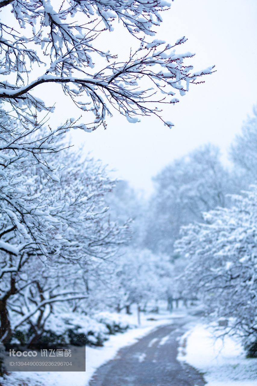 冬天,冰雪,树挂