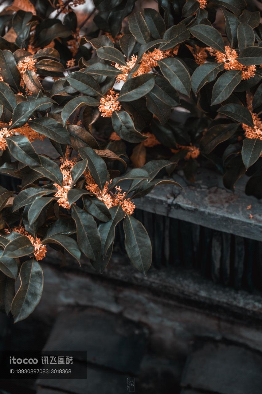 特写,桂花,木樨科