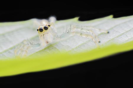 昆虫,节肢动物,昆虫类,动物,生物,特写,微距