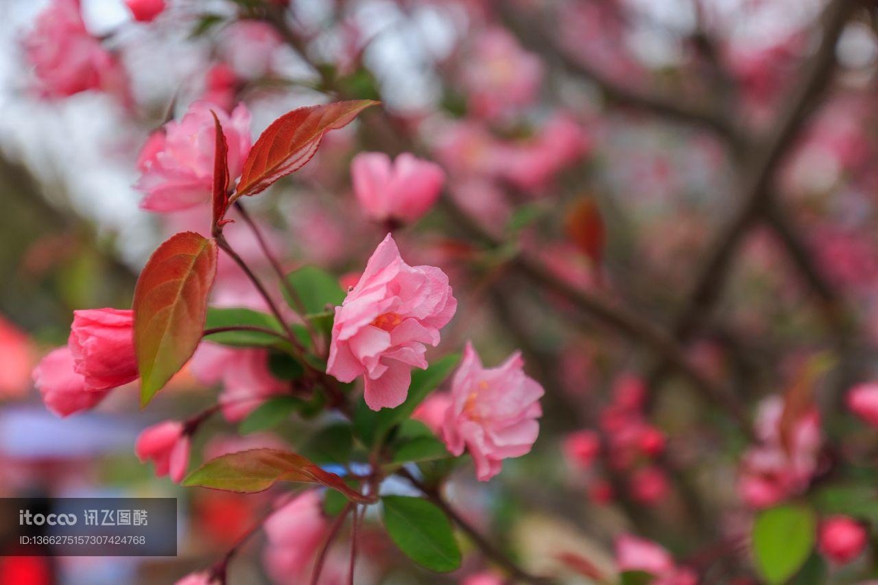 花,特写,生物