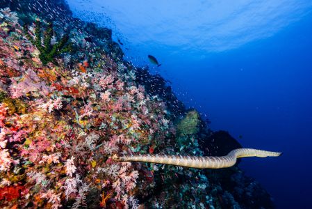 海洋,生物,动物,海蛇,珊瑚礁,自然风光,特写,植物,海底世界